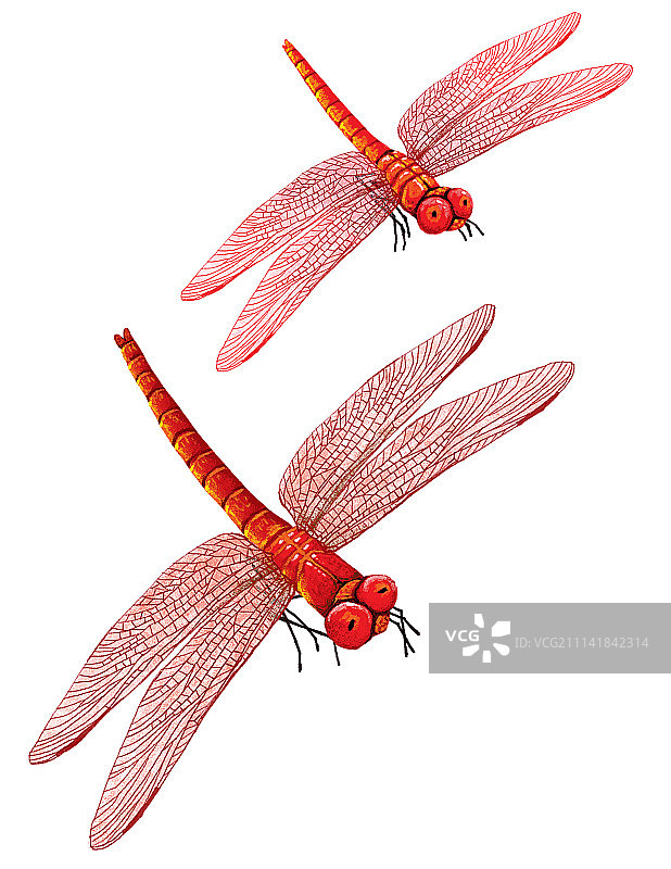 动物插画系列作品-红蜻蜓图片素材