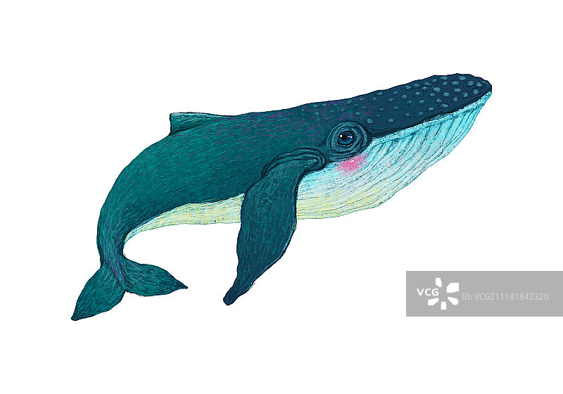 动物插画系列作品-鲸鱼图片素材