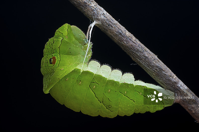 昆虫图片素材