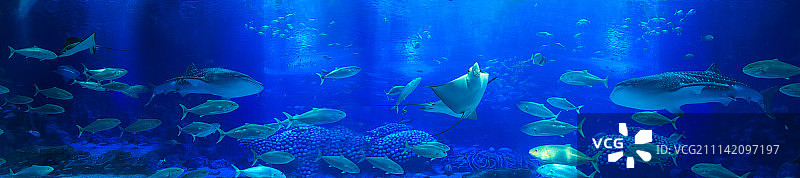 海底世界图片素材