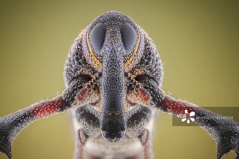 象鼻虫图片素材