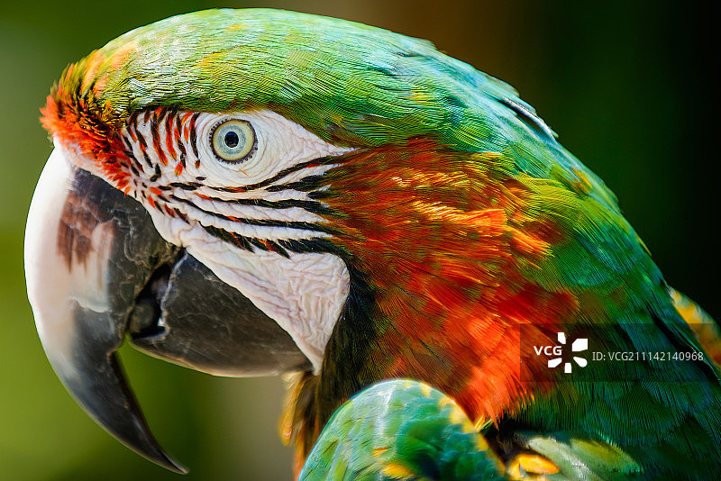 色彩鲜艳的金刚鹦鹉图片素材
