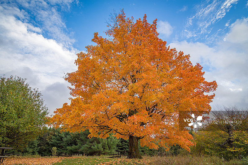 秋天的树图片素材