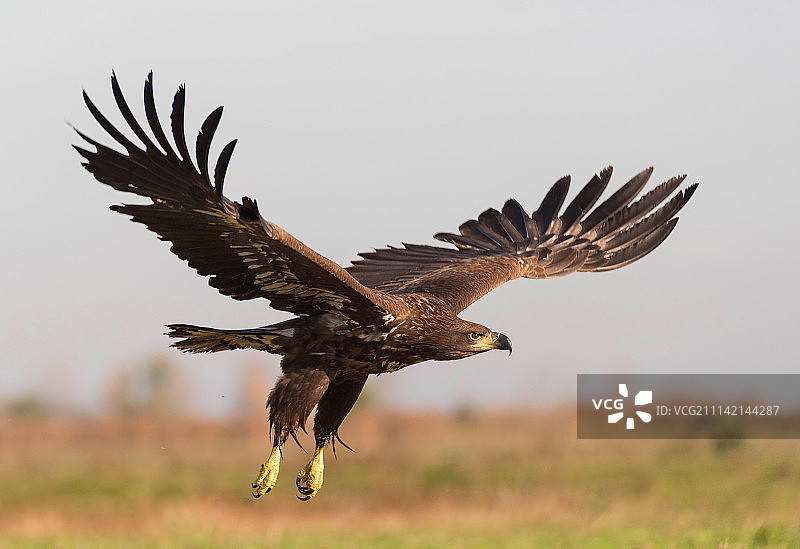 白尾鹰图片素材
