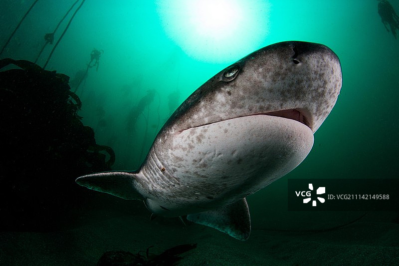 宽鼻七鳃鲨图片素材