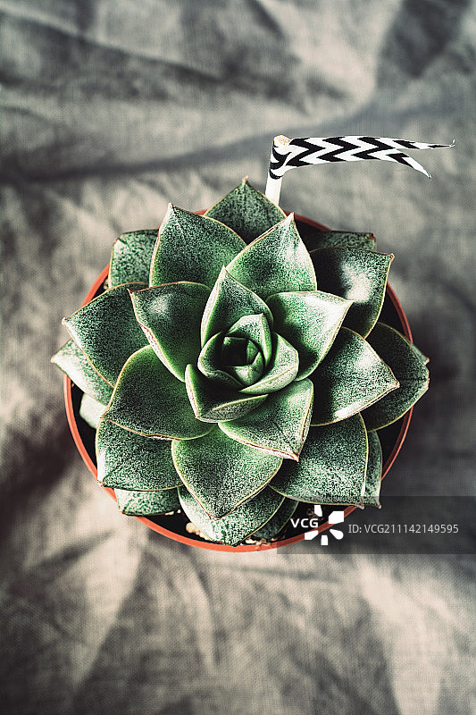 多肉植物：石玫瑰桌面视图图片素材