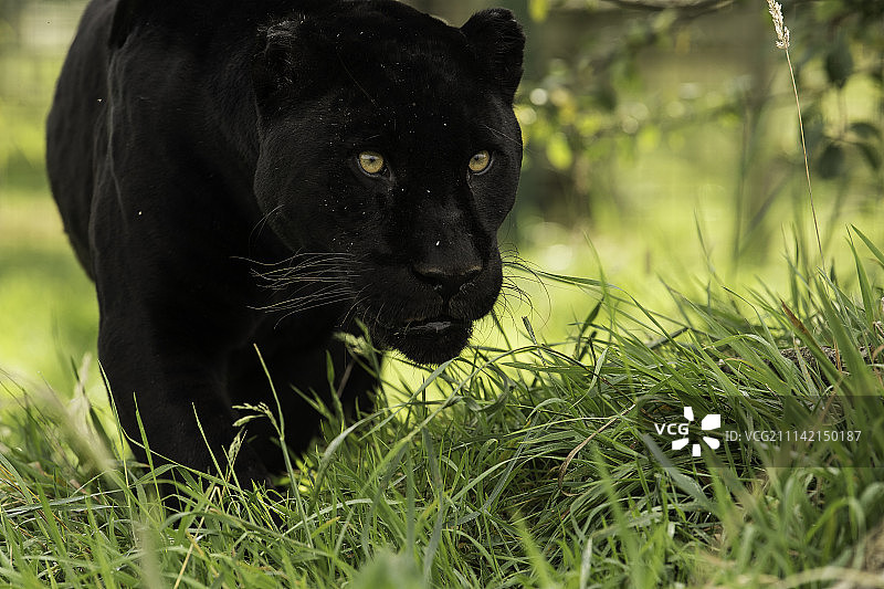 黑豹系列图片素材
