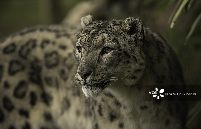 雪豹系列图片素材