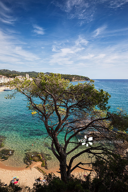 西班牙布拉瓦海岸的单棵树图片素材