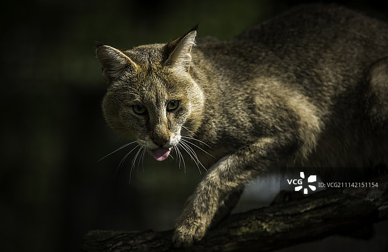 丛林猫咪系列图片素材