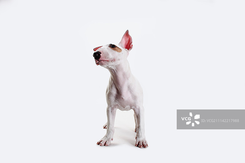 站立的傲气的牛头梗图片素材