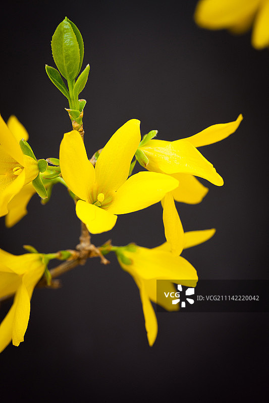 春季故宫与连翘花图片素材