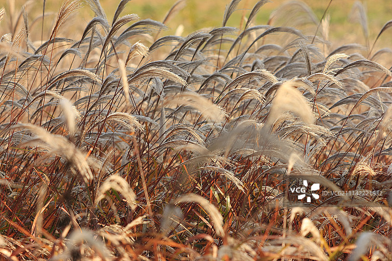 户外，白天，韩国图片素材