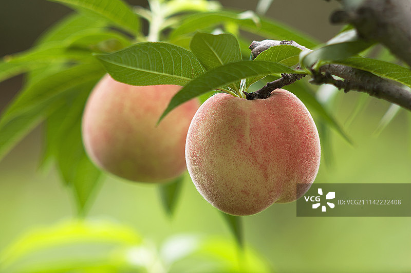 桃子、水果、红色、叶子、夏季图片素材