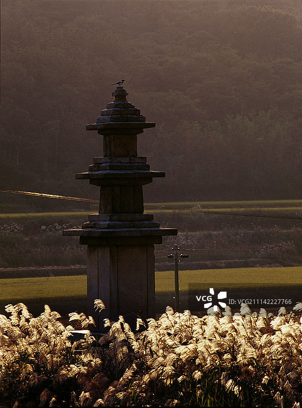 户外，紫芒，秋季，山，井邑市图片素材