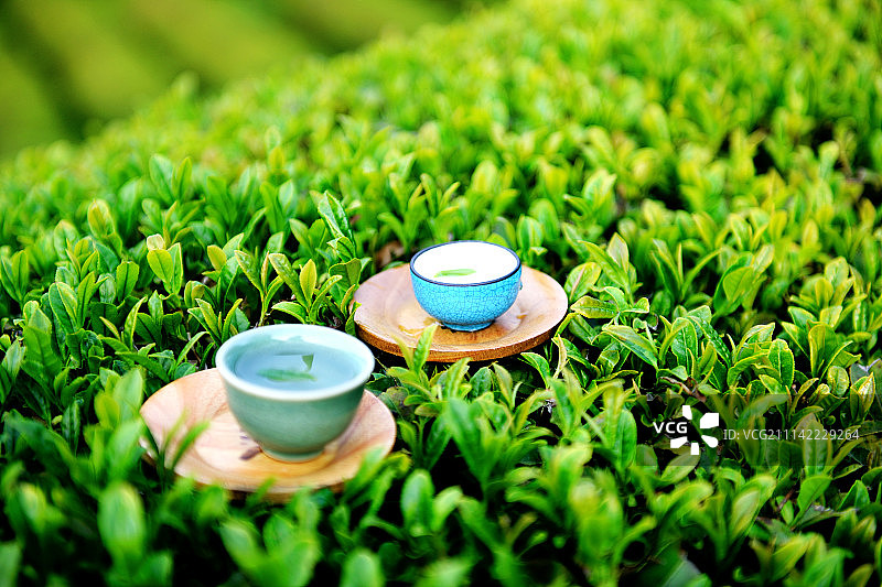 室外，白天，韩国宝城郡，植物，茶叶图片素材