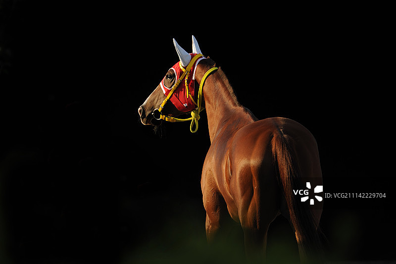 奔跑的骏马和运动员图片素材