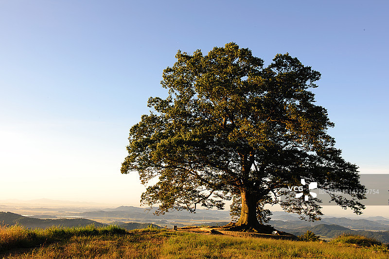 户外韩国扶余郡树木景观图片素材