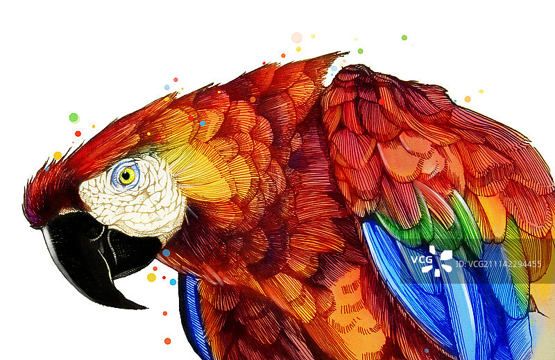 金刚鹦鹉1图片素材