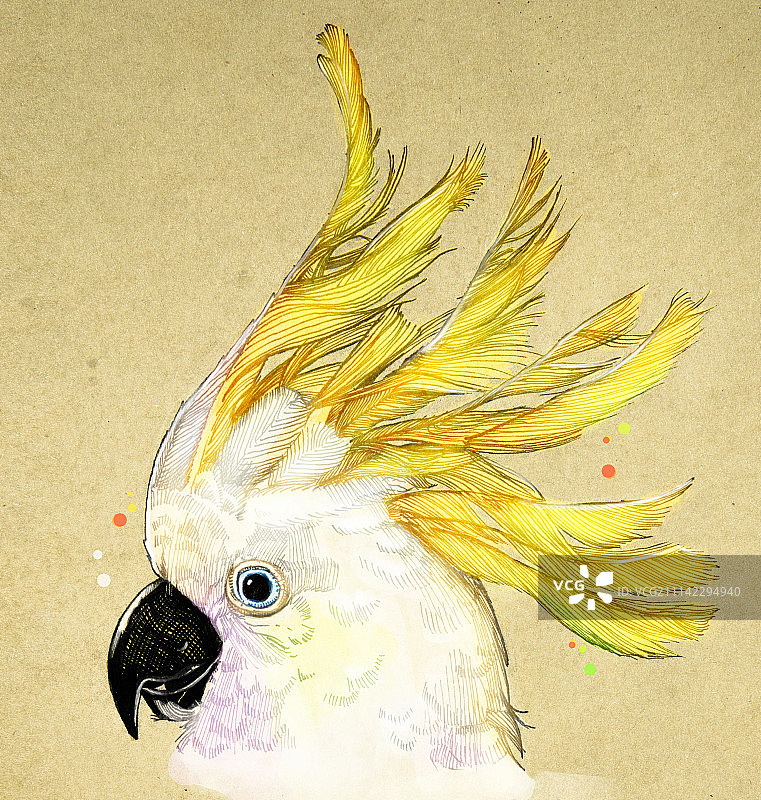 葵花鹦鹉图片素材