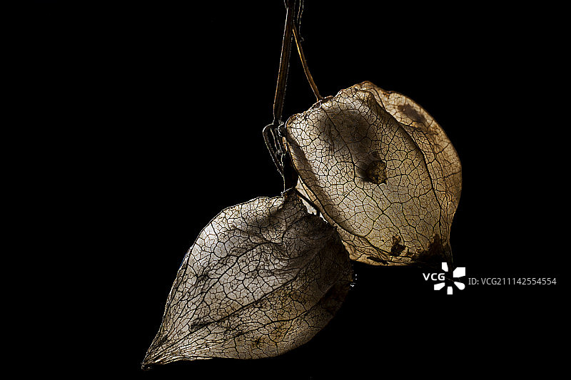 泡泡草图片素材