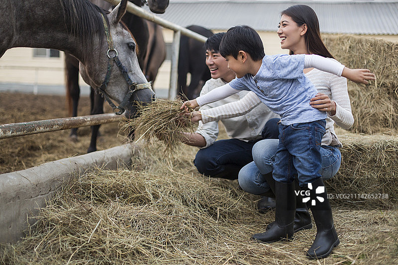 年轻家庭喂马吃草图片素材
