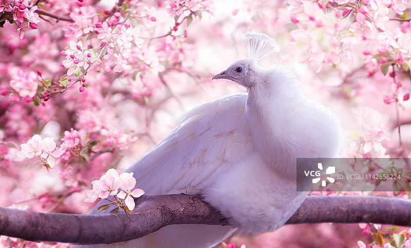 白色孔雀图片素材