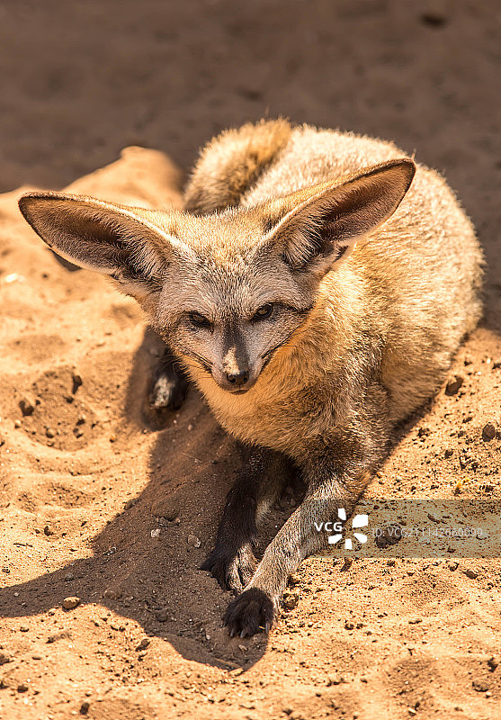蝙蝠耳廓沙漠犬图片素材