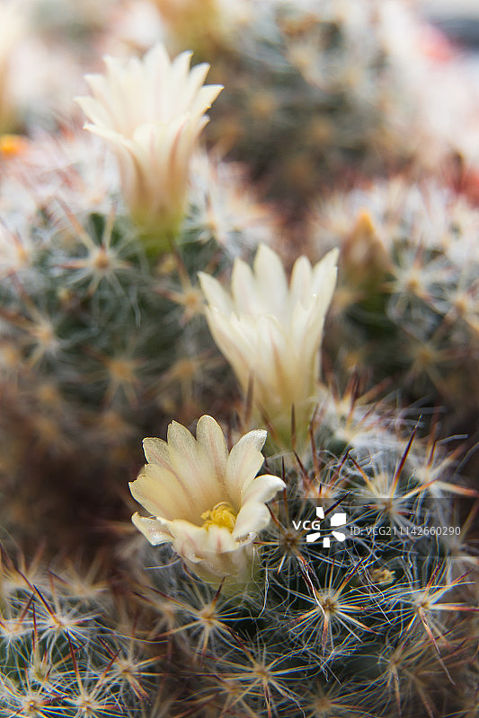 我家窗外的春天2图片素材