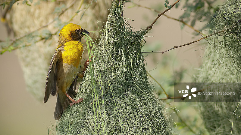 纺织鸟图片素材