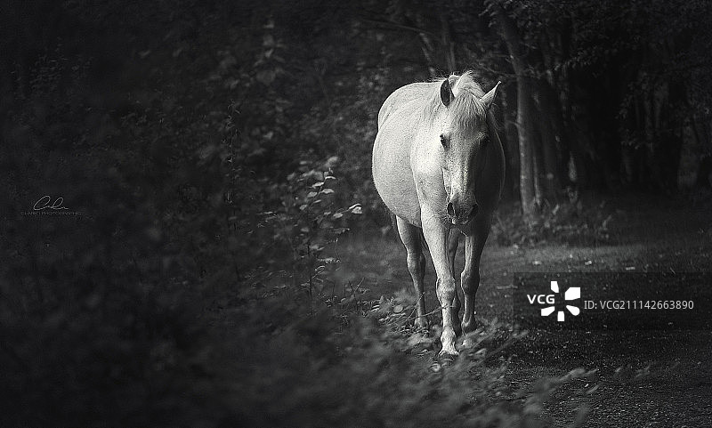 野马的漫游图片素材