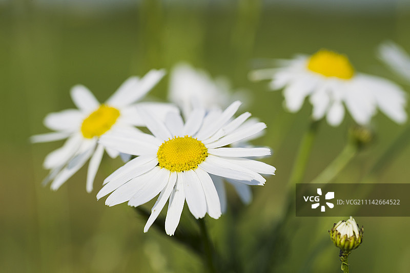 野菊花图片素材