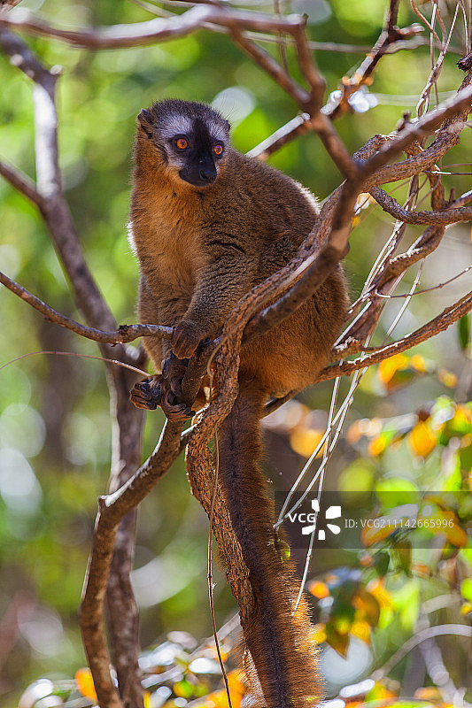 马达加斯加的棕色狐猴图片素材