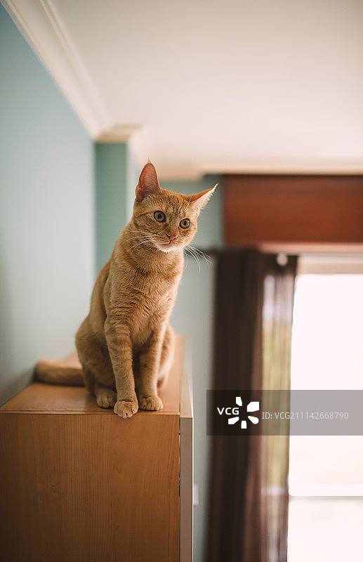 客厅柜子上的姜黄色猫咪图片素材