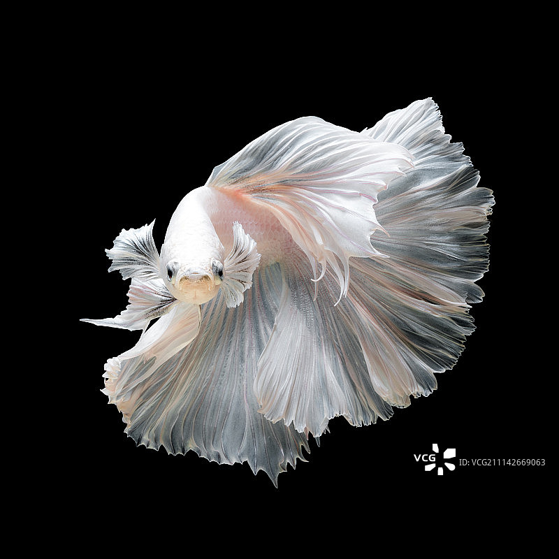 白色铂金斗鱼特写图片素材