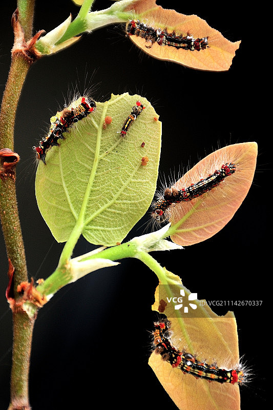 季风美食图片素材