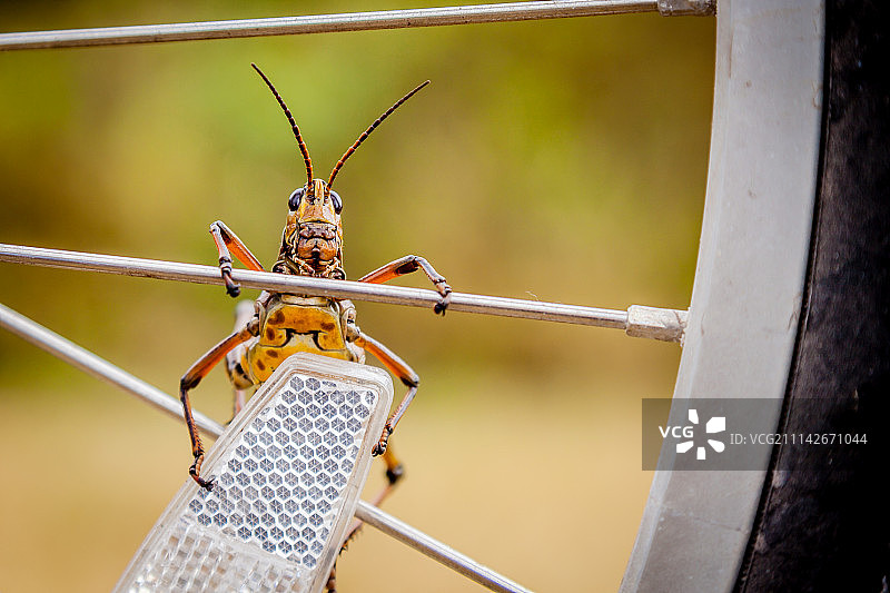 板球骑行图片素材