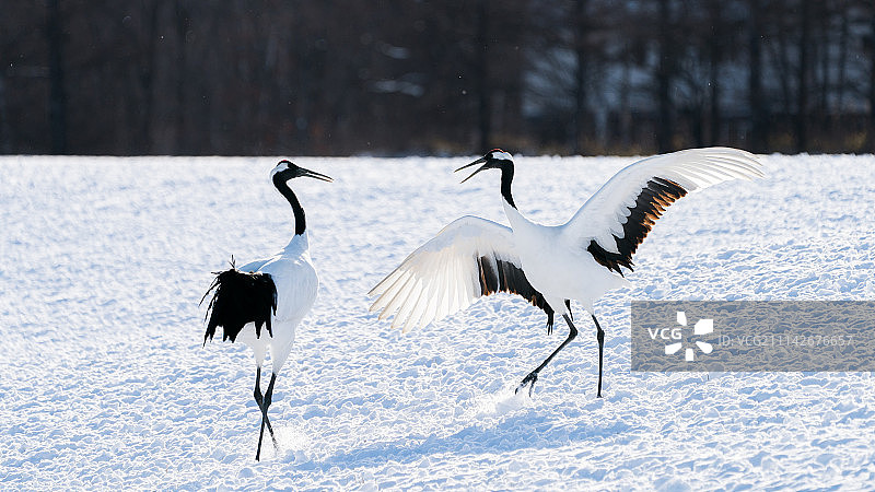 北海道冬季的丹顶鹤图片素材