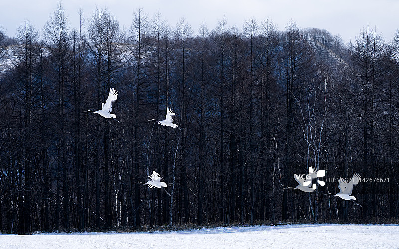 北海道冬季的丹顶鹤图片素材