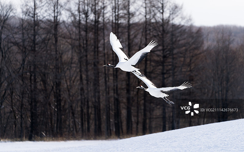 北海道冬季的丹顶鹤图片素材