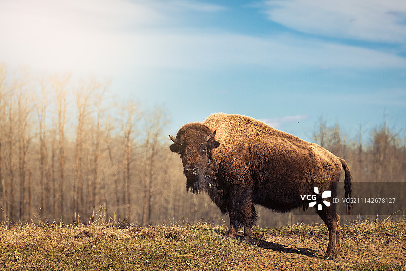 野牛出没的地方图片素材