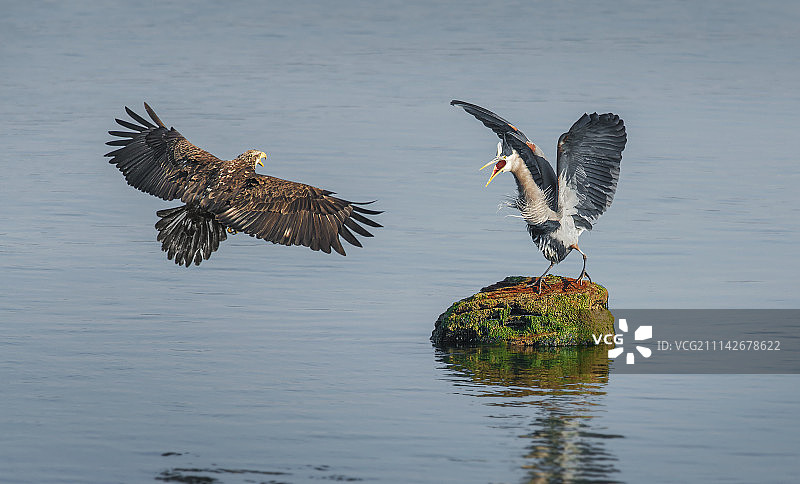 鹰与苍鹭对决图片素材