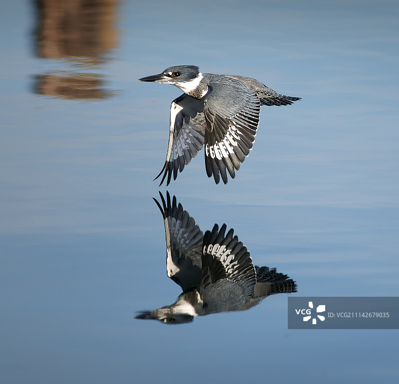 翠鸟倒影图片素材