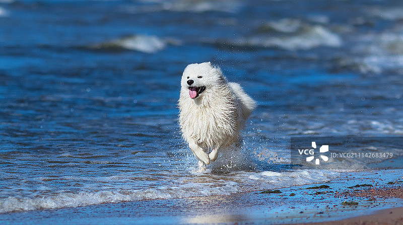 在海滩上奔跑的萨摩耶犬。关于动物和自然的理念图片素材