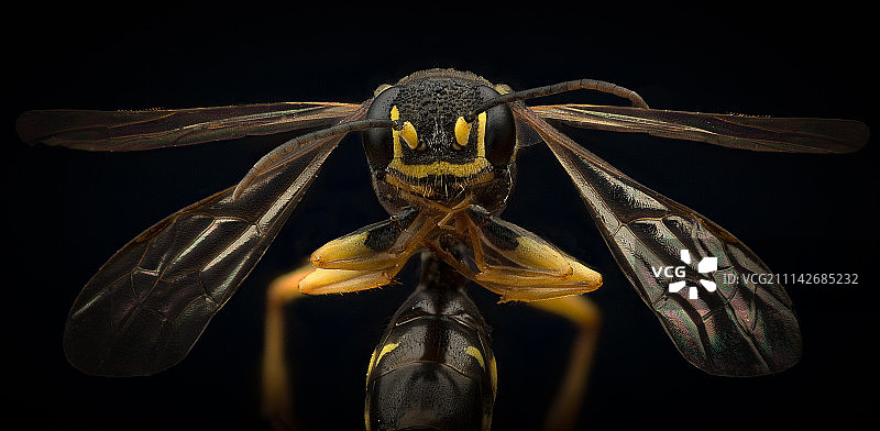 黄蜂图片素材
