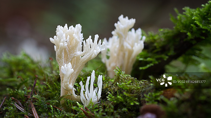 伊塞尔堡，德国图片素材