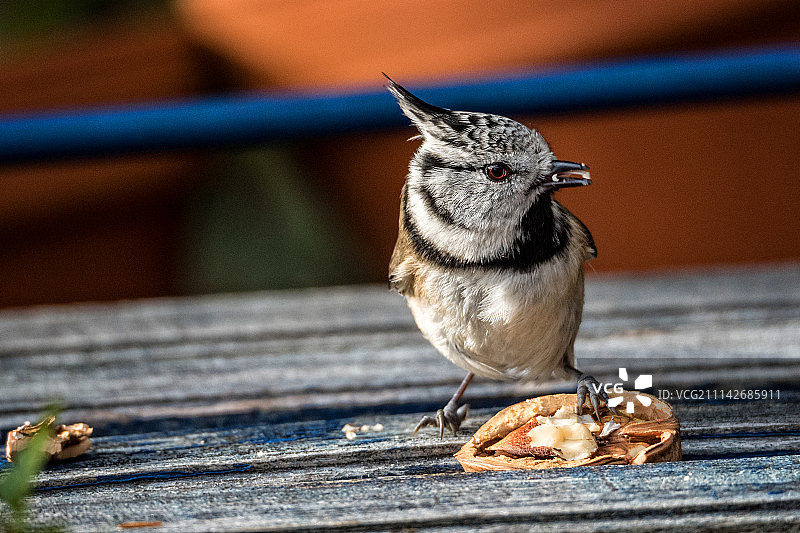 我的坚果！图片素材