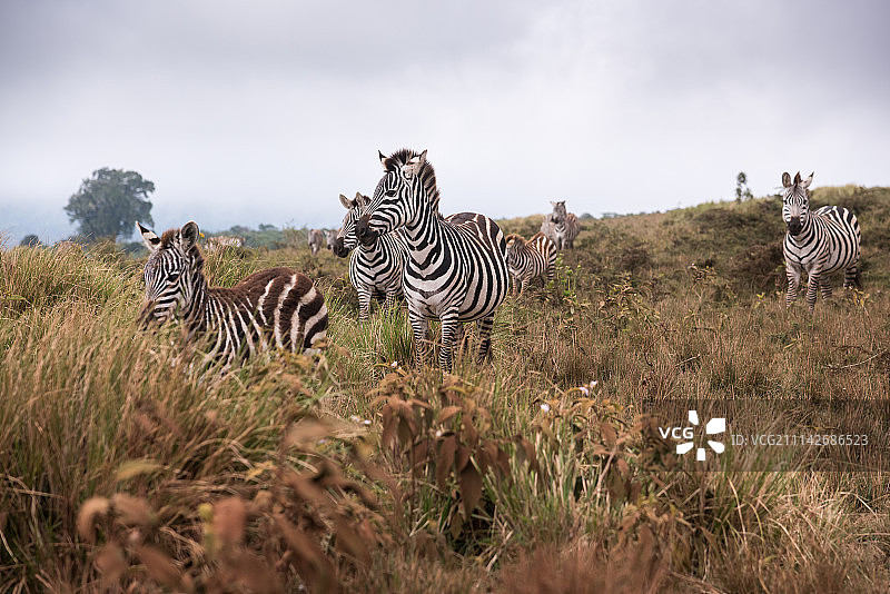 塞伦盖蒂斑马图片素材