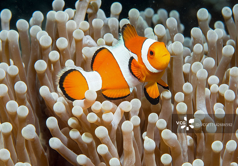 发现小丑鱼尼莫图片素材