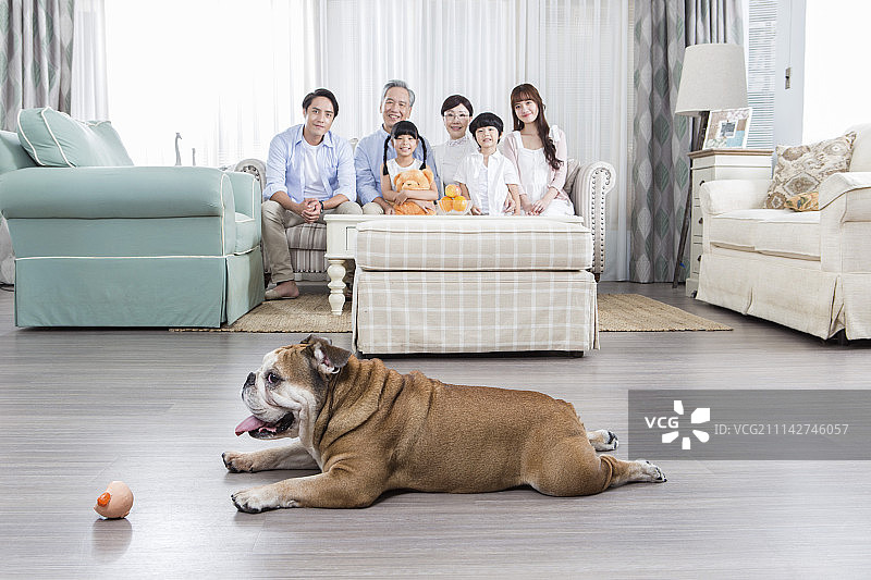 三代同堂,斗牛犬图片素材